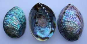 Schránky mlžů, ze kterých se získává perleť paua a abalone