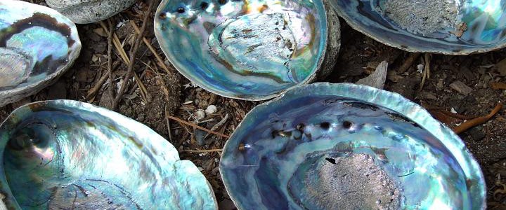 Ušeň – perleť paua nebo také abalone